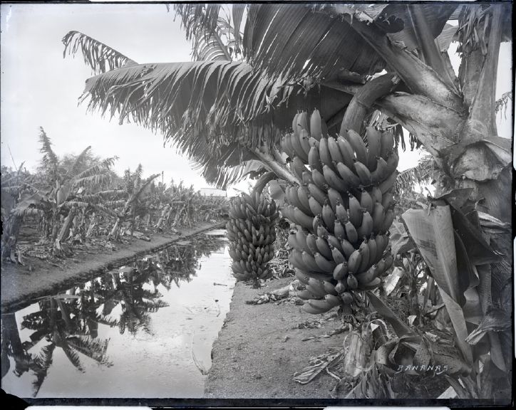 File:Bananas, photograph by Brother Bertram.jpg