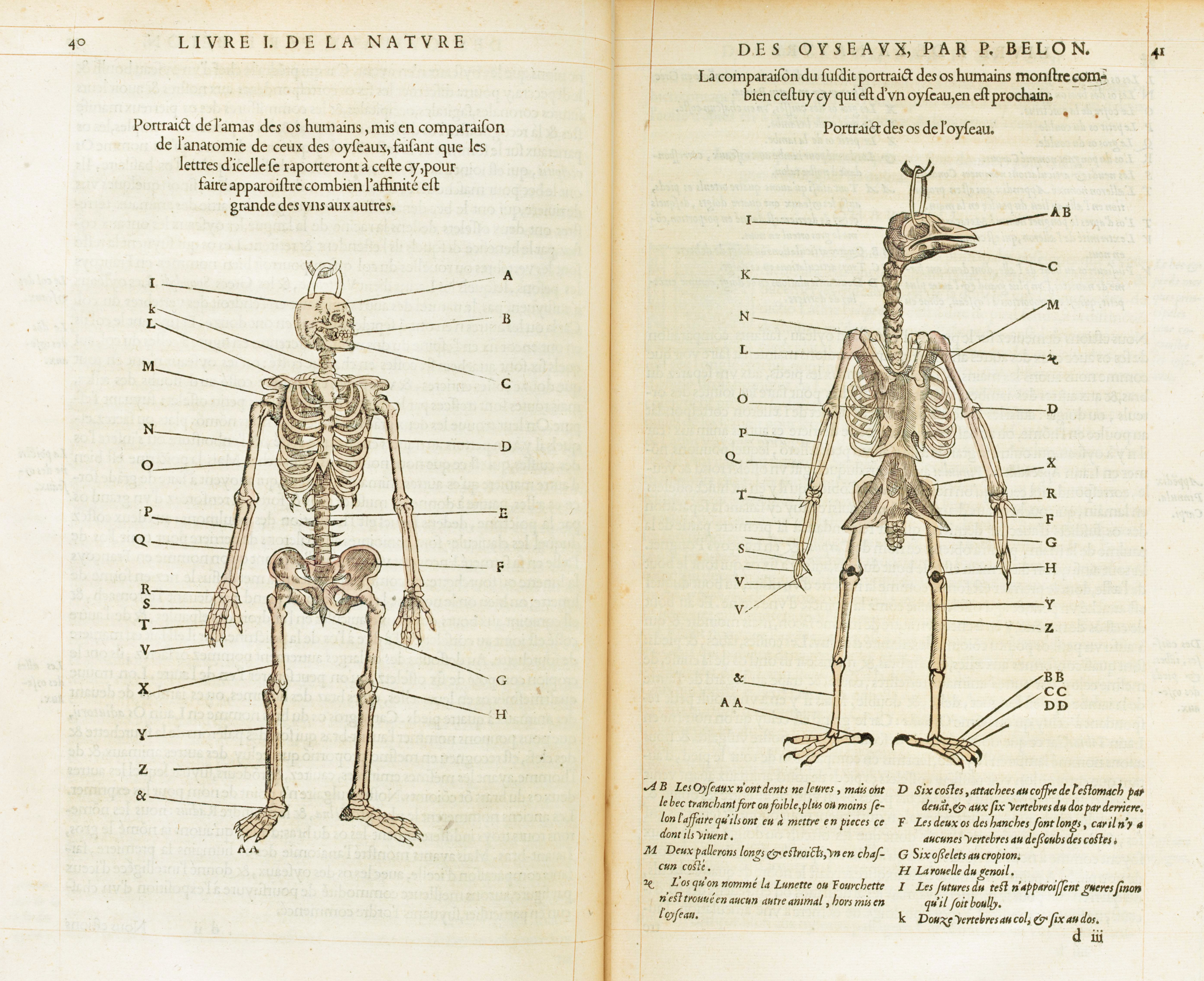 Pierre Belon's 1555 comparative osteology illustration