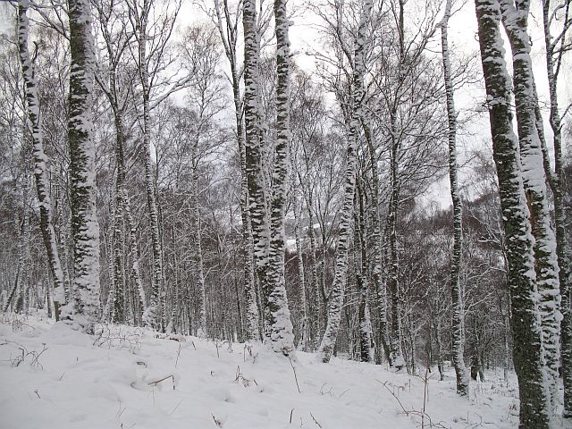 File:Birch woods, Kinloch Rannoch - geograph.org.uk - 675997.jpg