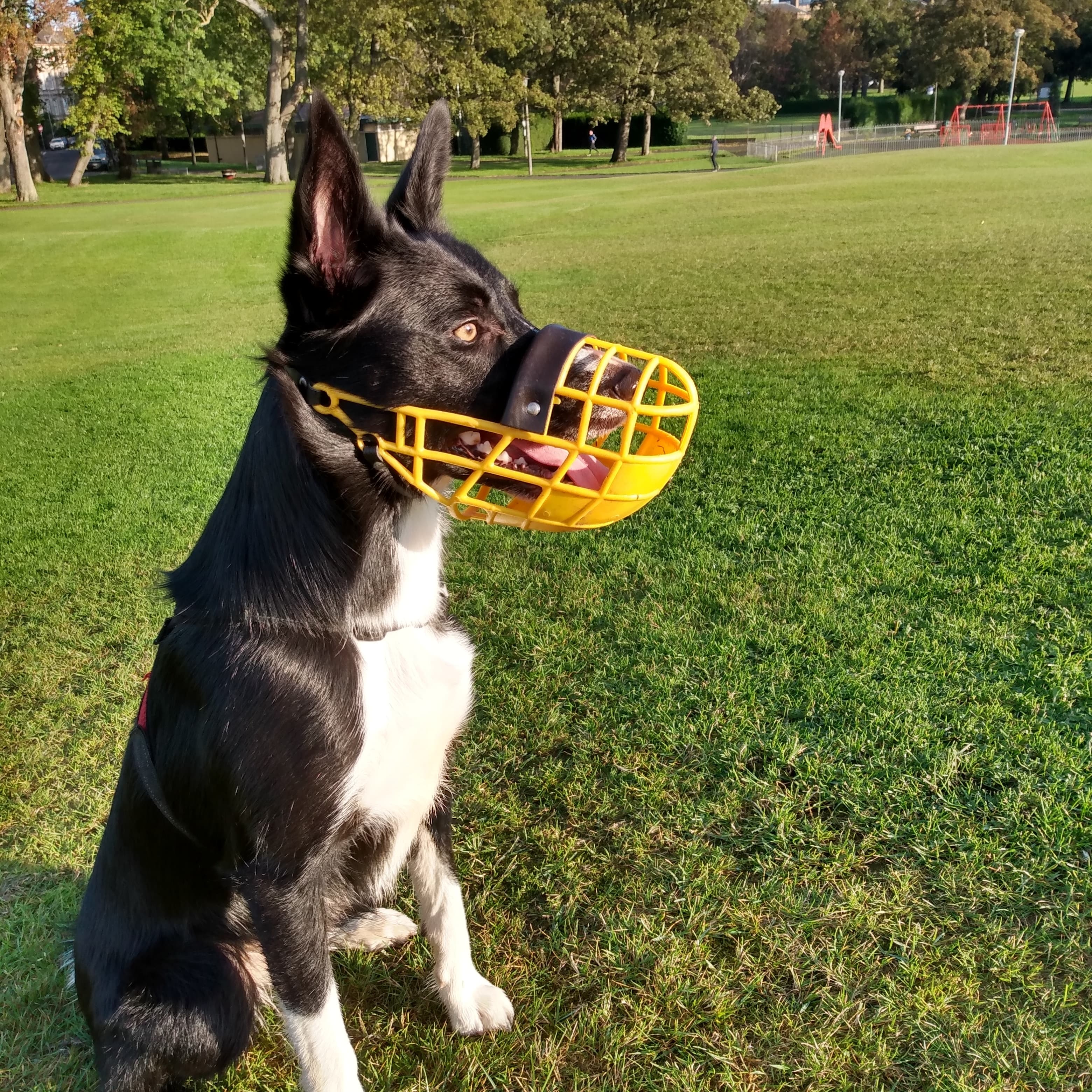 border collie muzzle