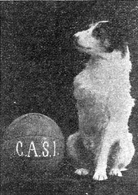 File:Can perro mascota casi.jpg