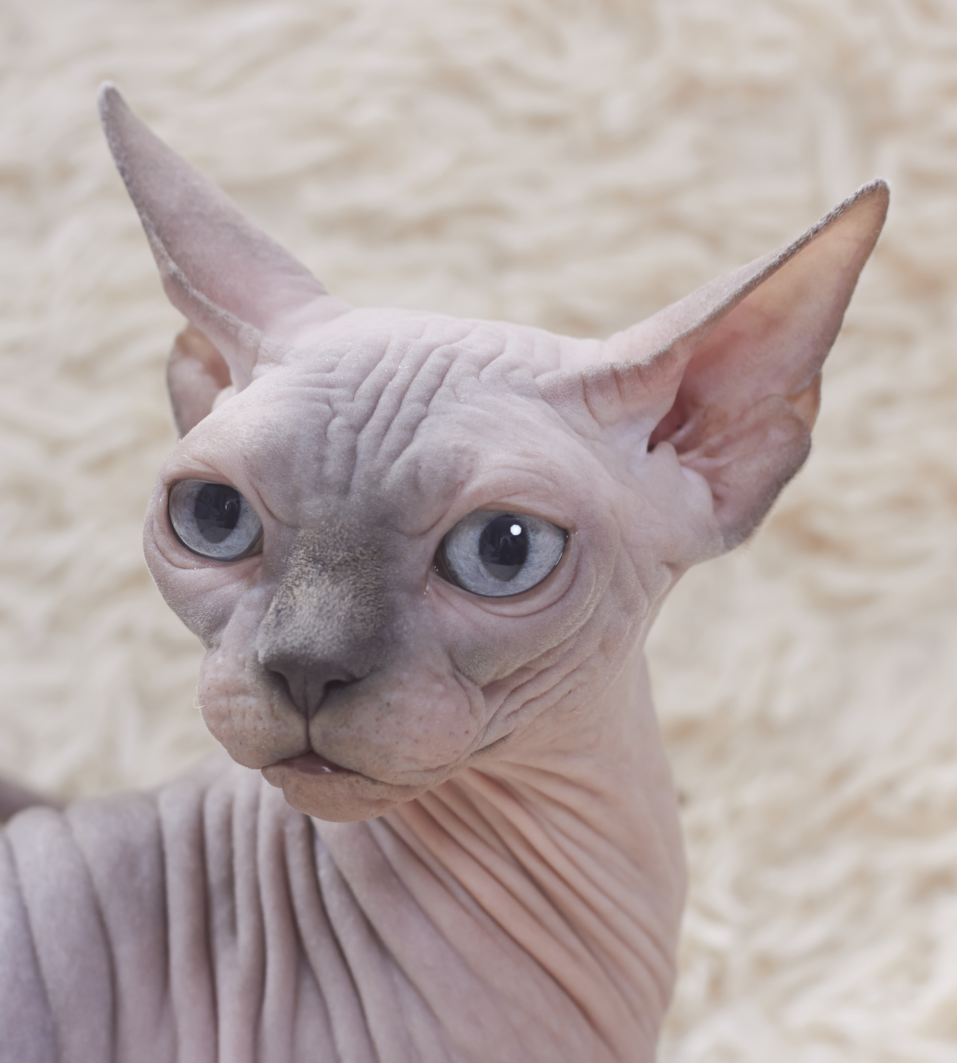 Cat - Sphynx. img 003.jpg. 