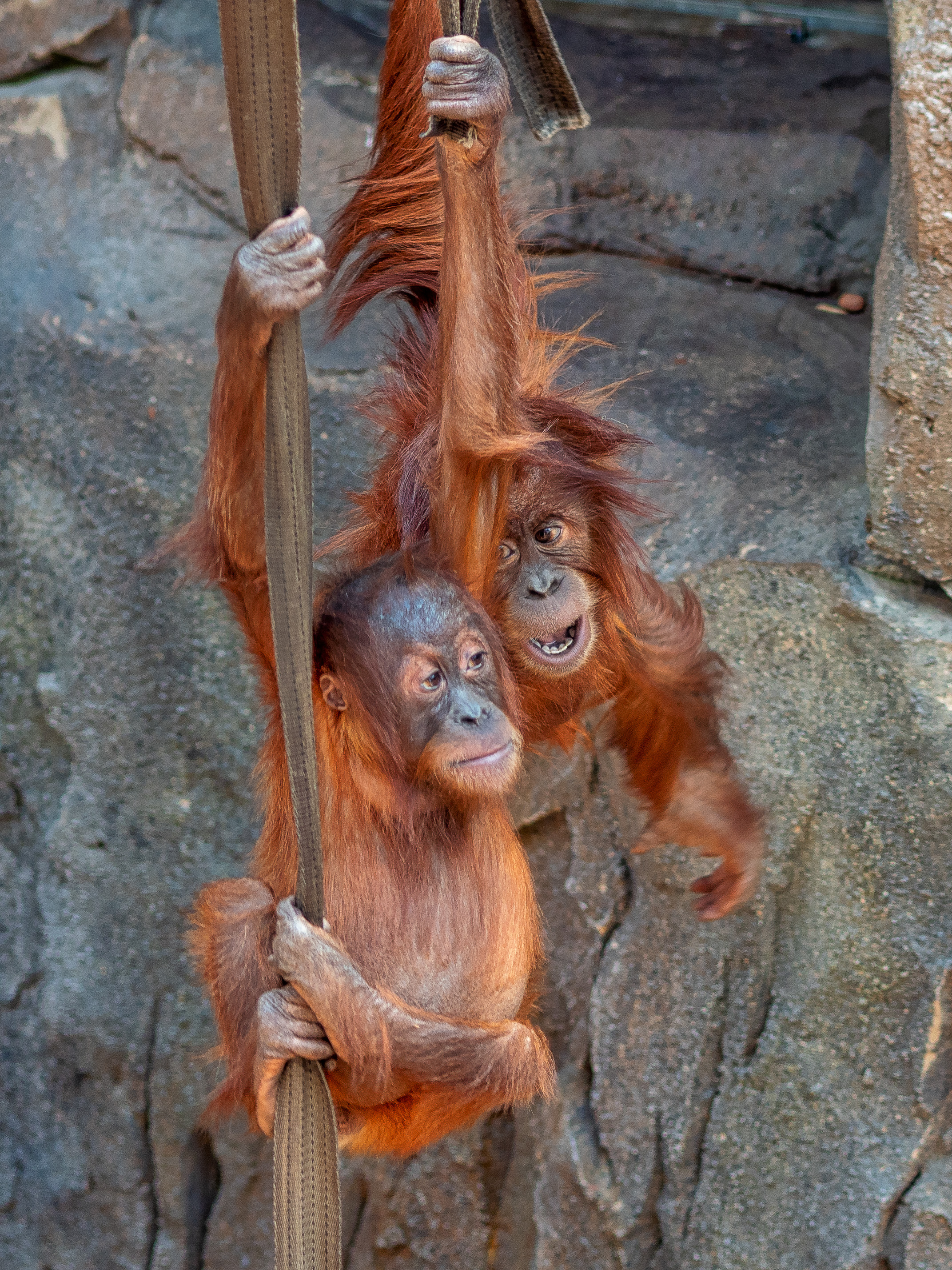 Joe Martin (orangutan) - Wikipedia