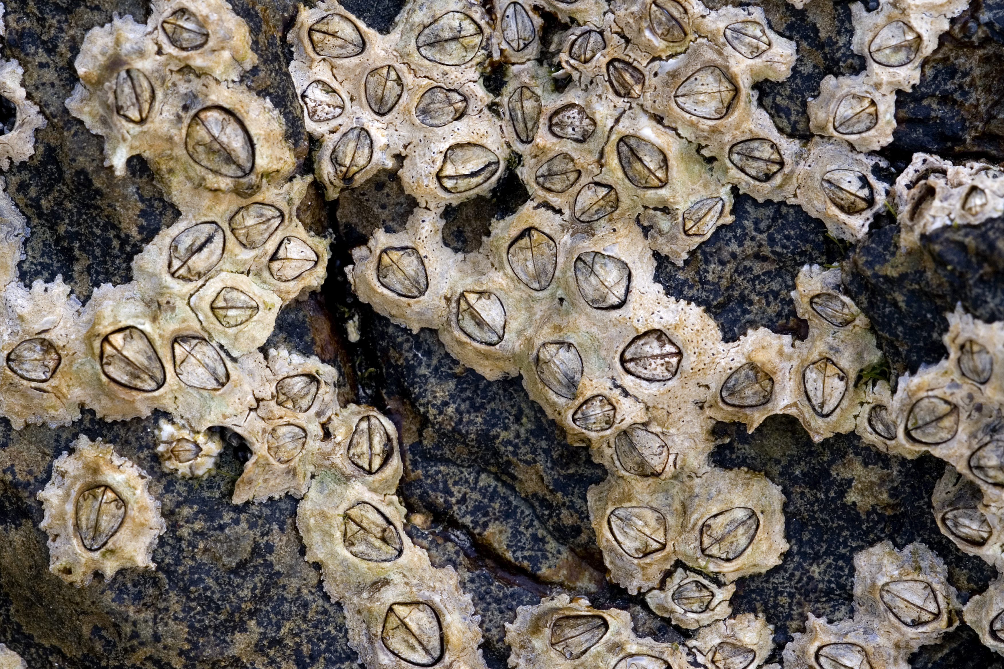 What Do Barnacles Look Like 