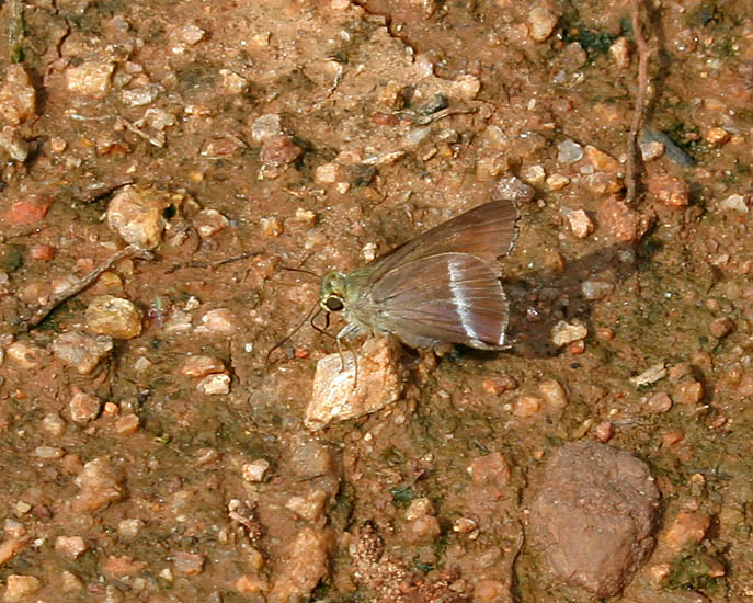 File:Common Banded Awl (Hasora chromus) in Hyderabad, AP W IMG 0580.jpg