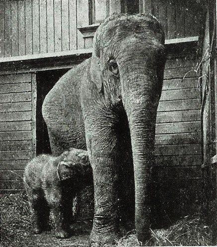 File:Copenhagen Zoo Kaspar mother Ellen 1907-12-10.jpg - Wikimedia Commons