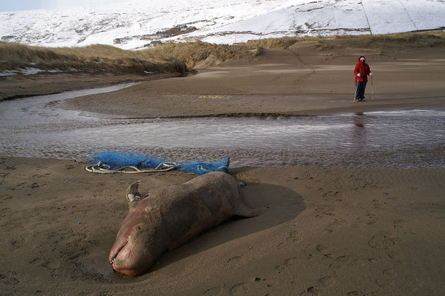 File:Dead Risso's Dolphin on Norwick beach - geograph.org.uk - 941688.jpg