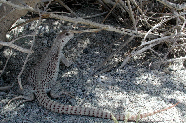 File:Desert.iguana.jpg