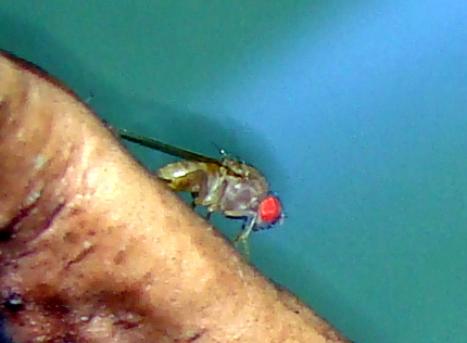 File:Drosophila hydei 01.JPG