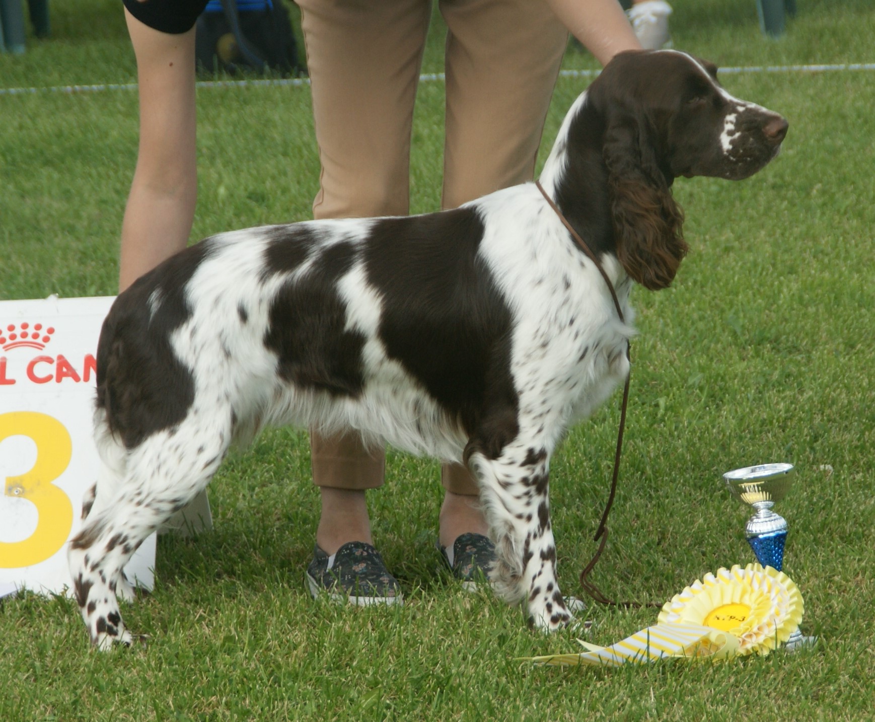 Dietary Guidelines and Nutrients for English Springer Spaniel 