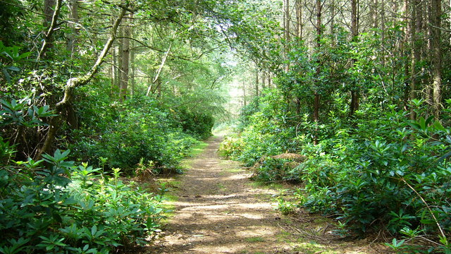 Fairytale walk through the woods - geograph.org.uk - 1071948