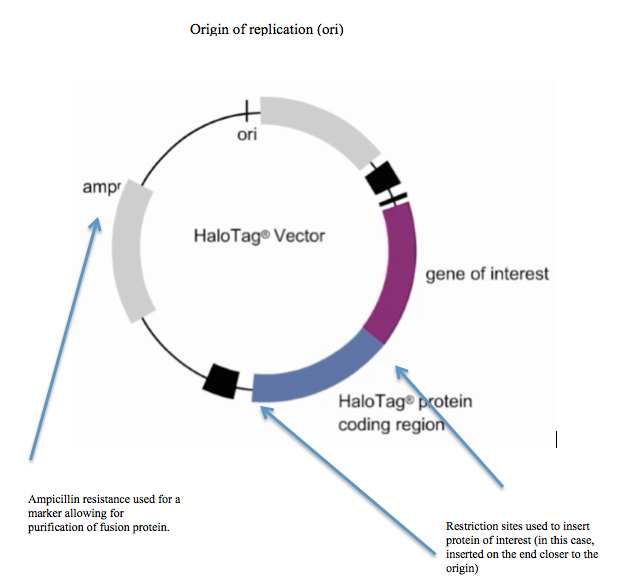 File:Figure 1. HaloVector.png