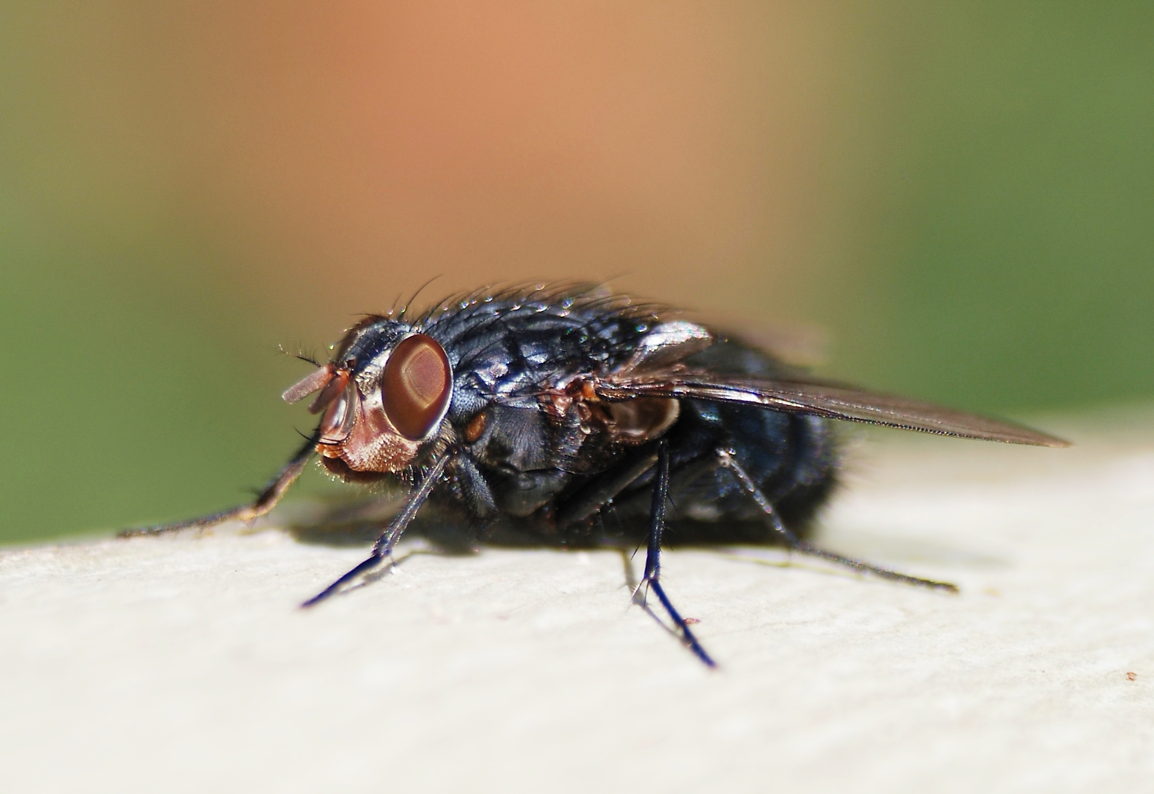 Муха какая. Синяя мясная Муха Calliphora. Муха синяя мясная (Calliphora uralensis). Серая кусачая Муха.