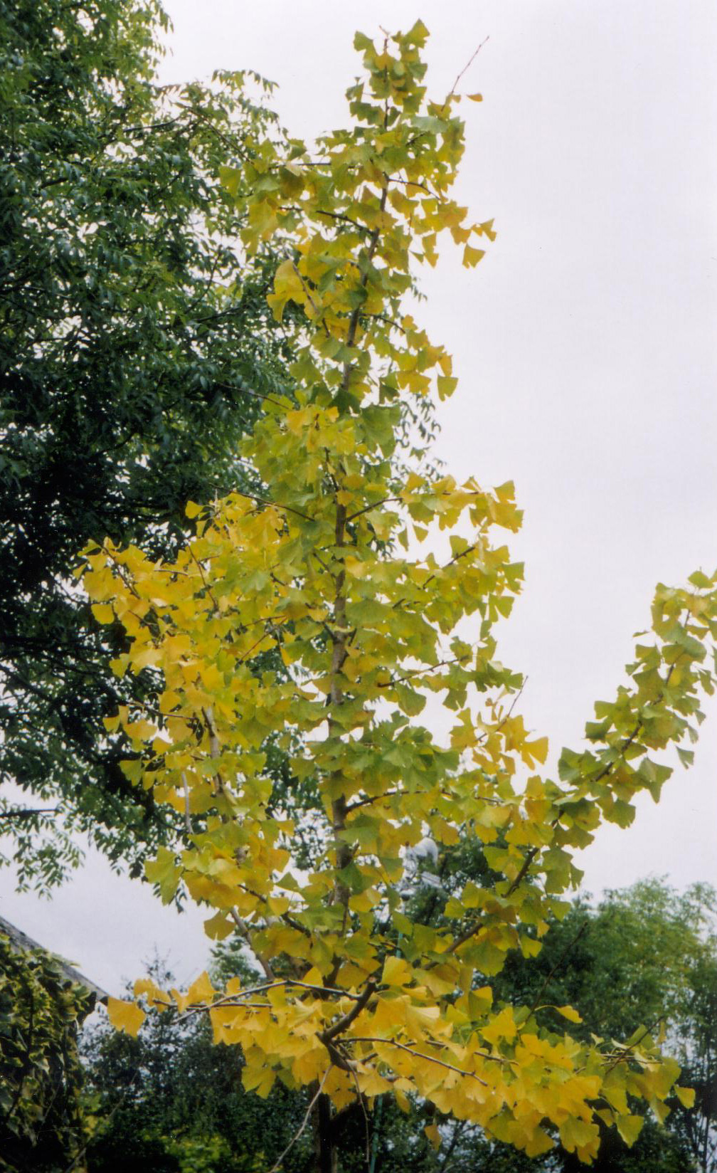 Ginkgo biloba (2943652337).jpg