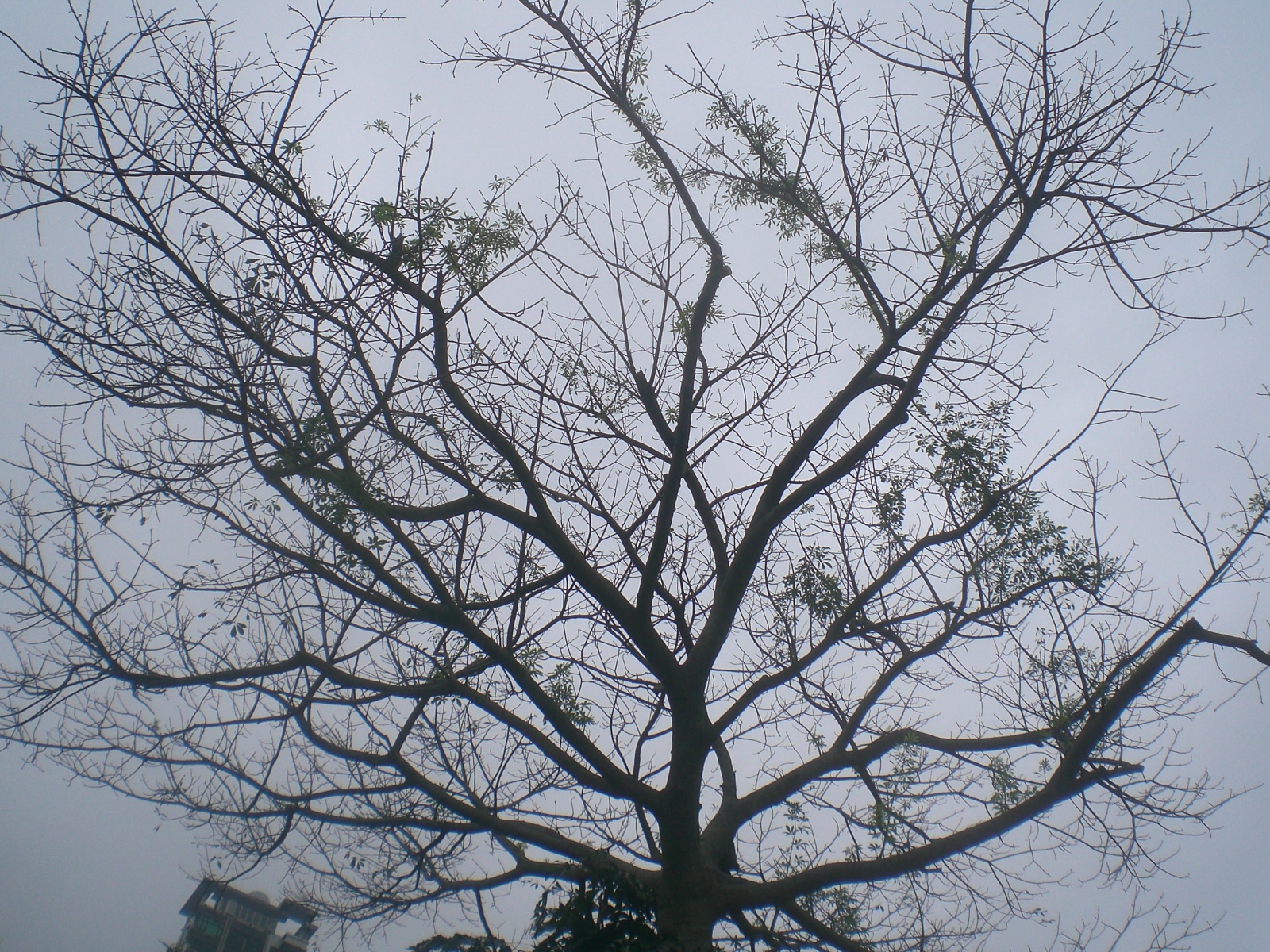 File:HK Central Zoo & Botanical Gardens 樹叉子 tree 01.JPG ...