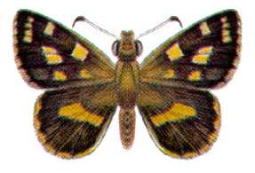 <i>Hesperilla crypsargyra</i> Species of butterfly
