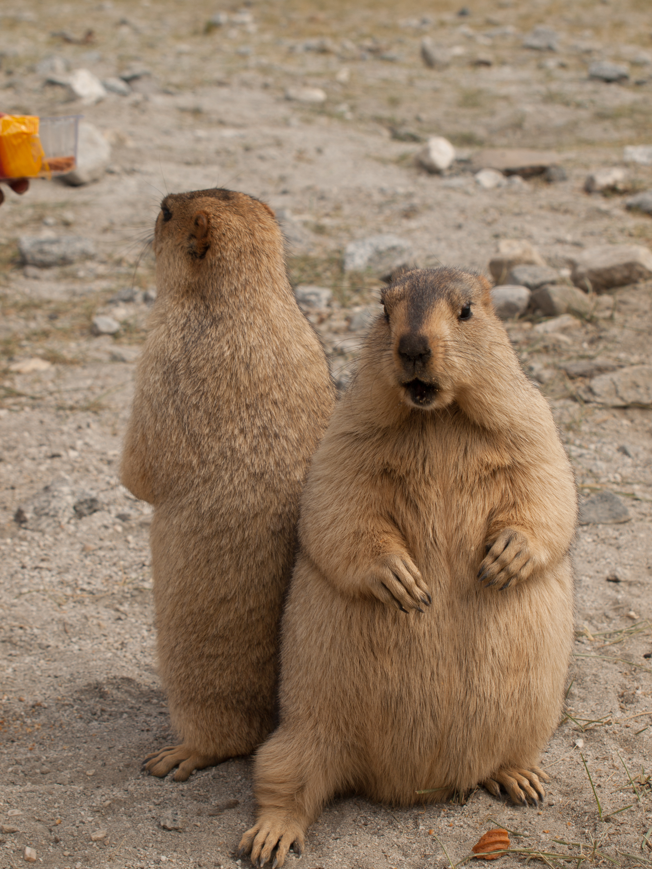 Himalayan Marmots AKA the Gold-Digging Ants of Herodotus - Photorator