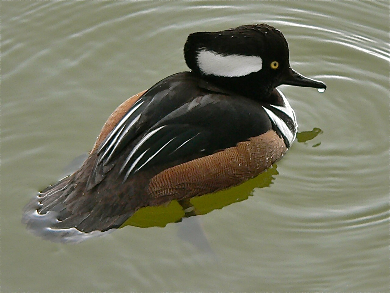 Hooded Merganser (Mergus cucullatus) (6950520984).jpg