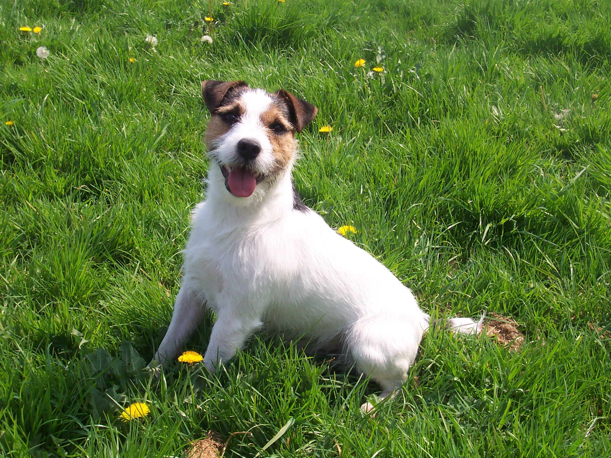 jack russell cross border terrier