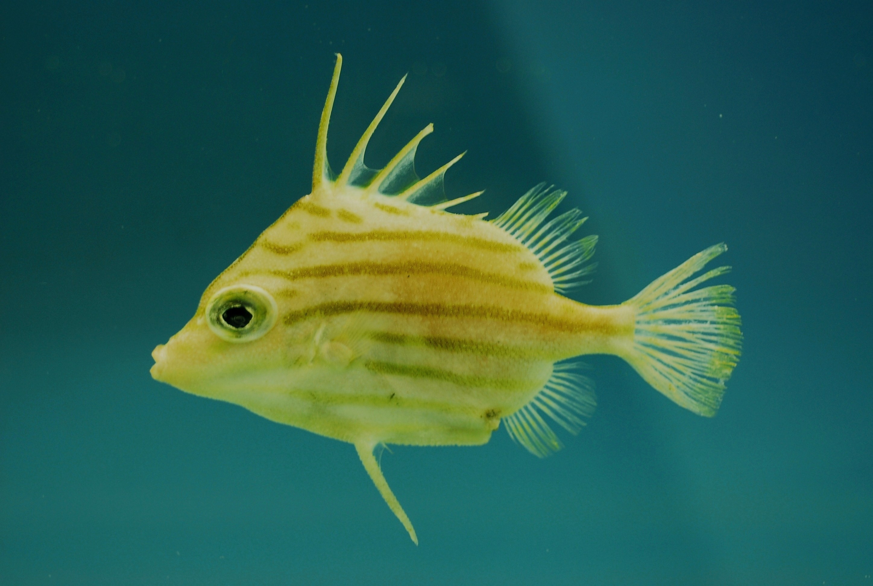 Spikefish - Wikipedia