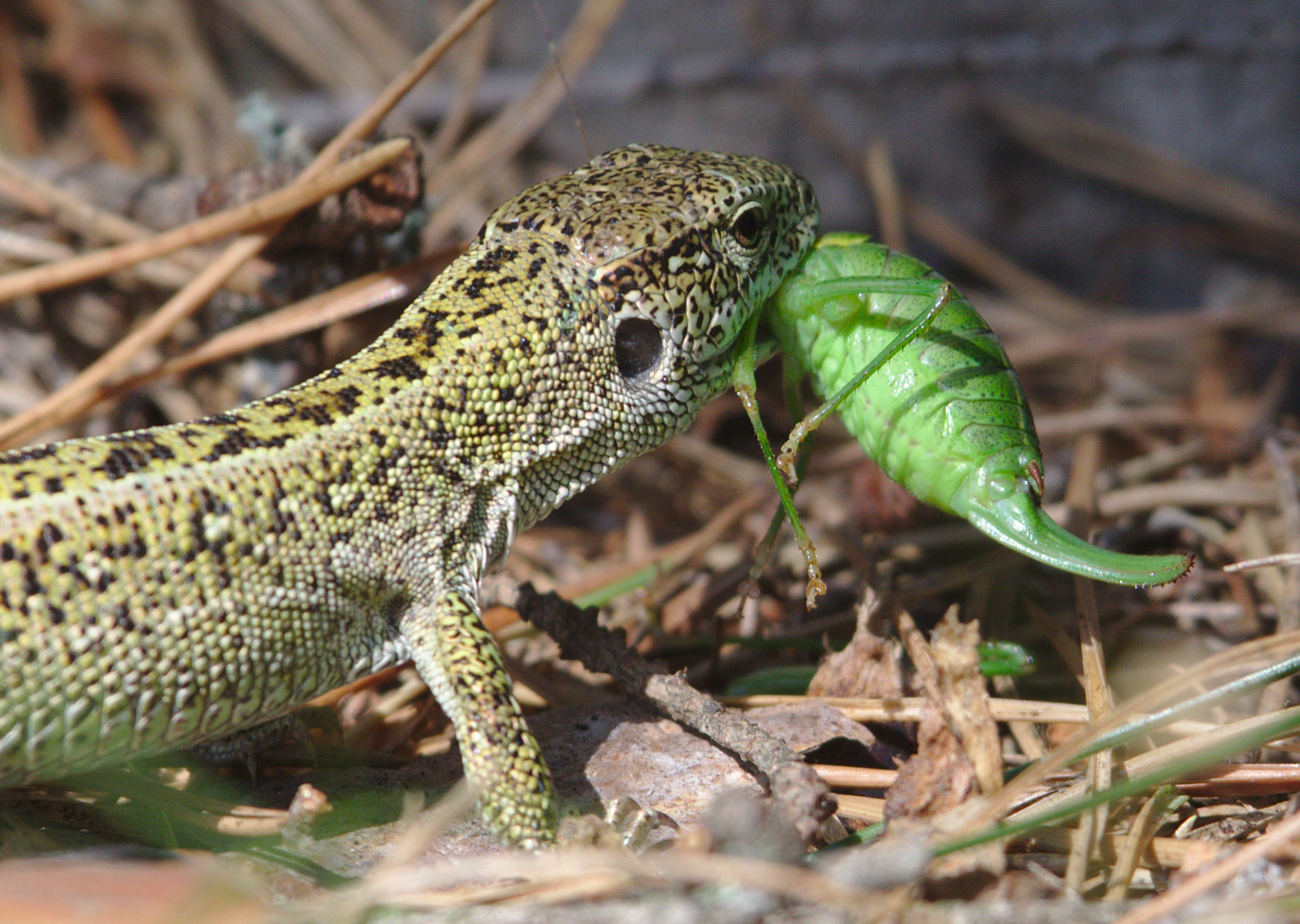 Прыткая ящерица Lacerta Agilis Максим Рыжов