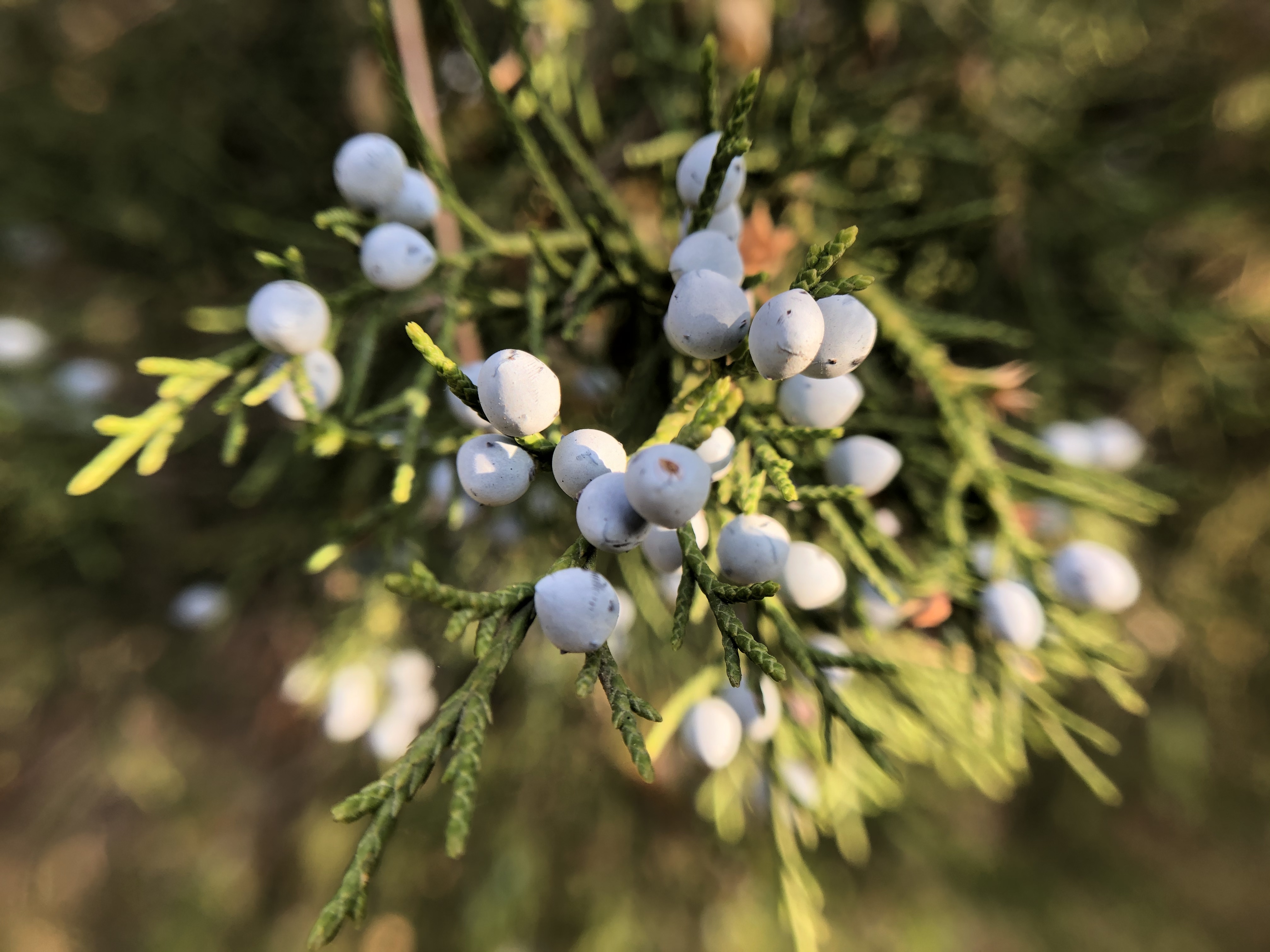 Eastern red cedar