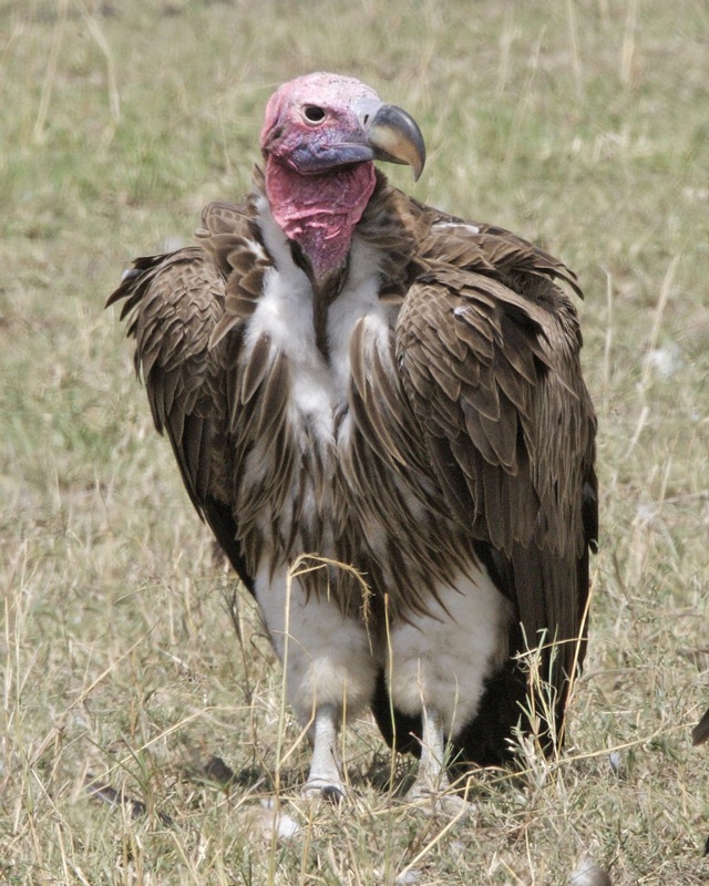 Lappet faced vulture (Torgos tracheliotus) - View from front - Flickr - Lip Kee.jpg