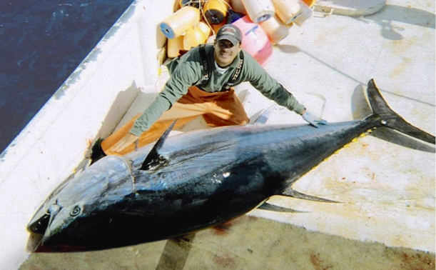 Large bluefin tuna on deck