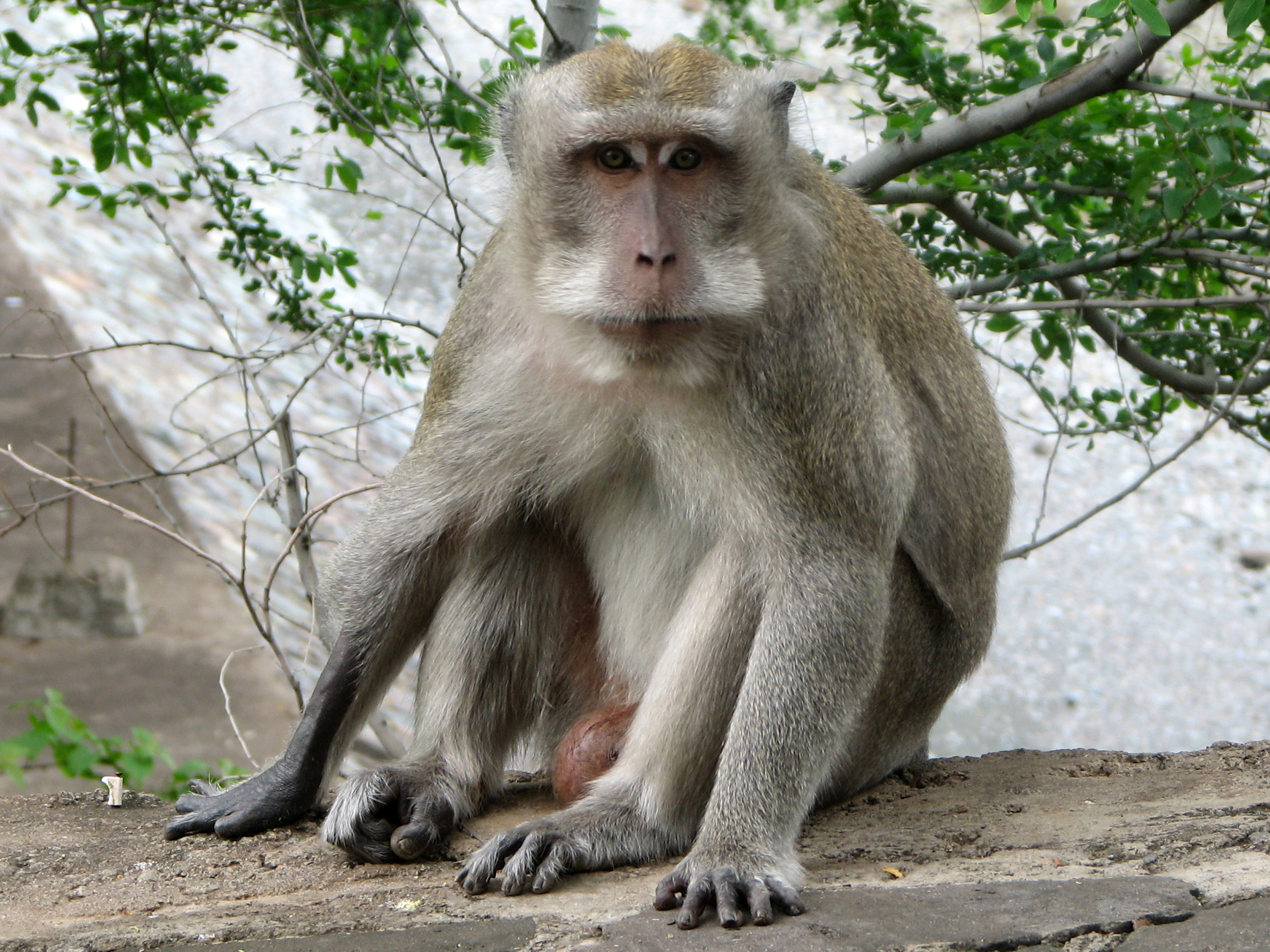 Coco ,mon gentil petit singe - Un grand marché