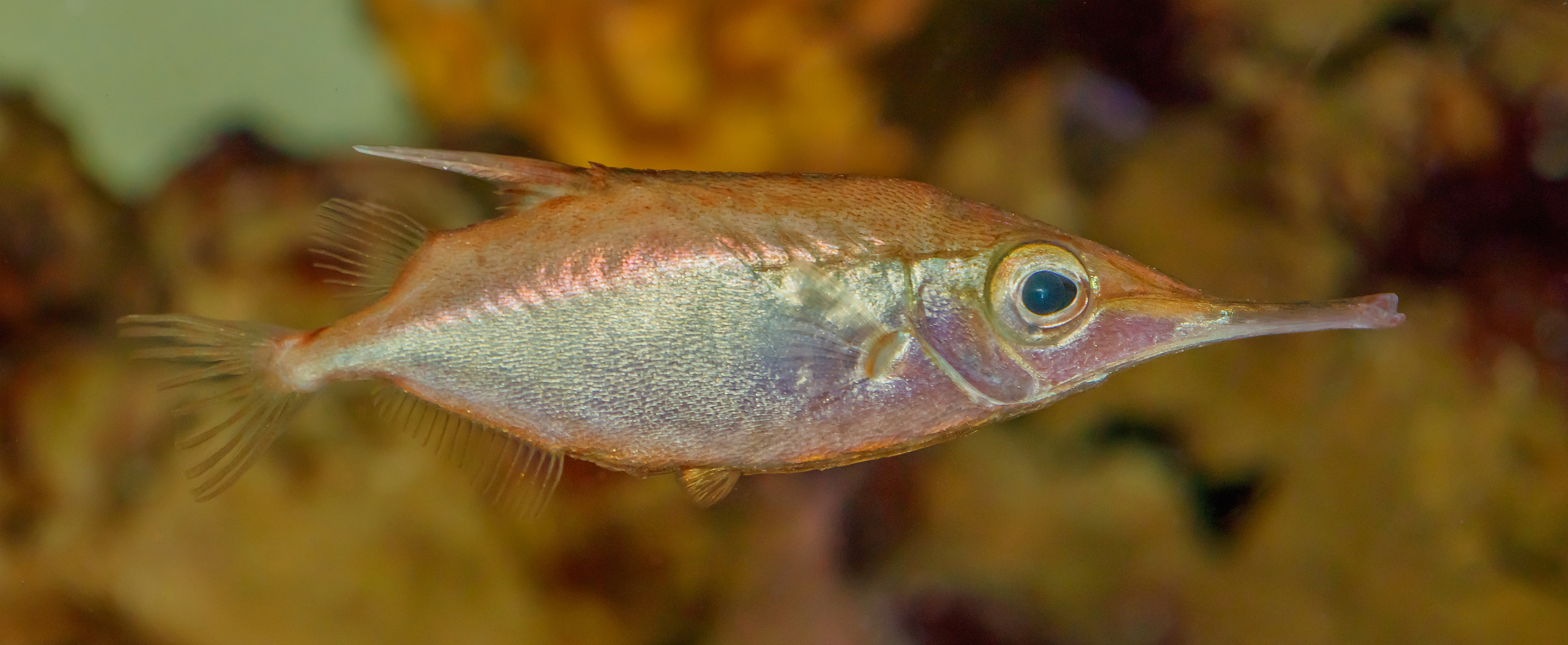 Longspine snipefish – The Dallas World Aquarium