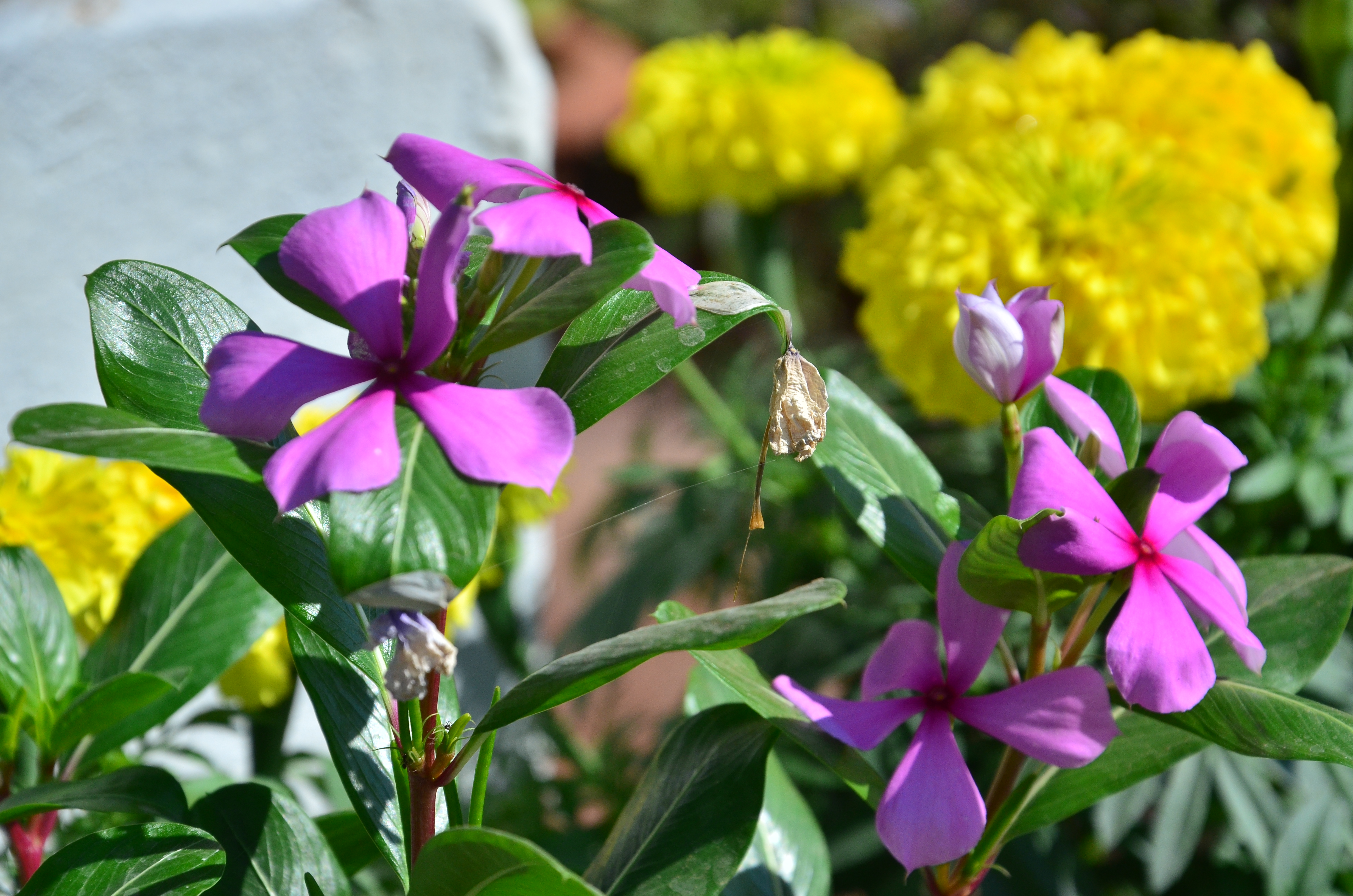 Кветок. Bay Flower.