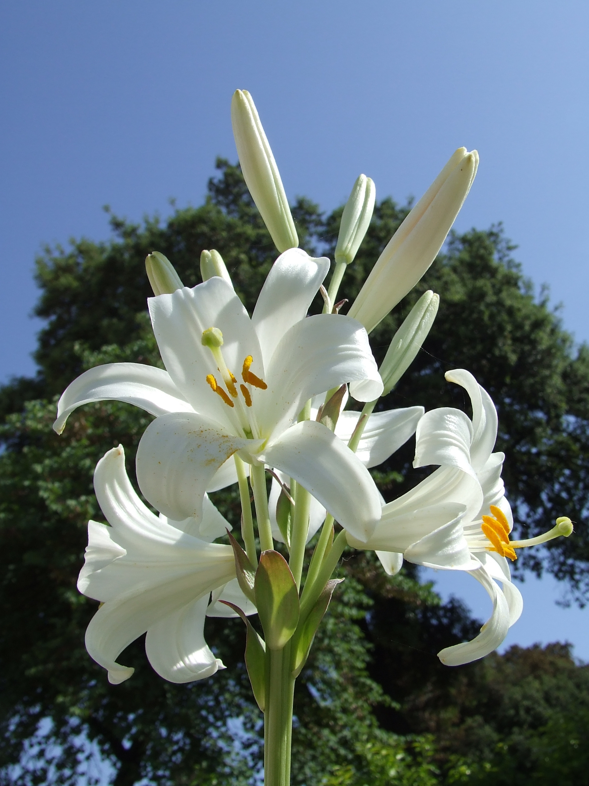 Lilium candidum