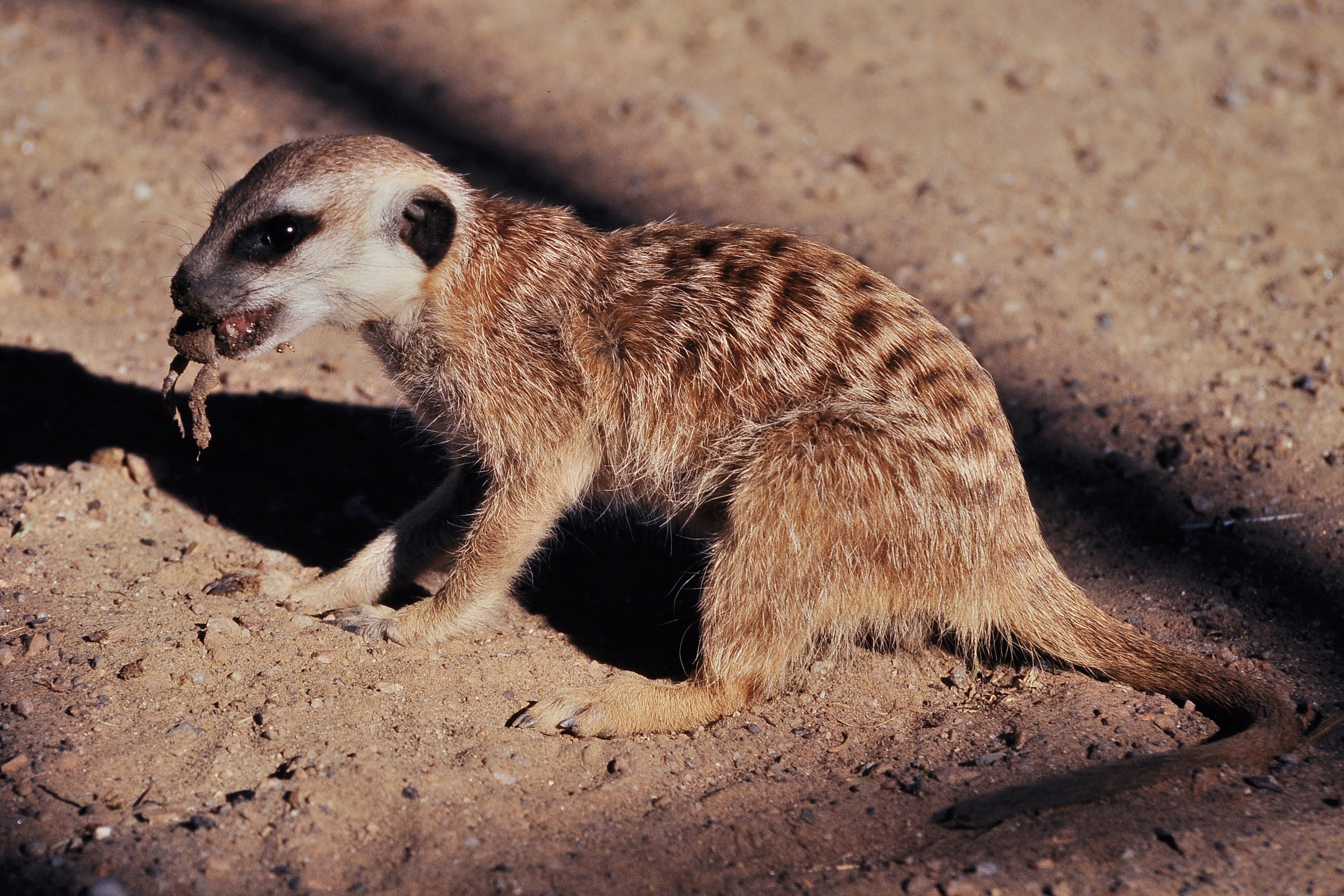 File:Meerkat in Namibia.jpg - Wikimedia Commons