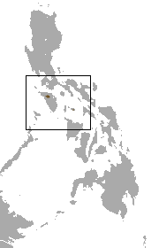 Mindoro shrew Species of mammal