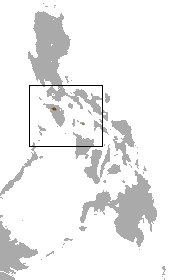 Mindoro shrew species of mammal