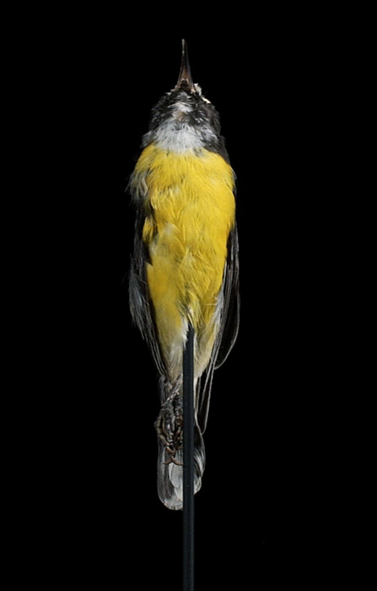 File:Naturalis Biodiversity Center - ZMA.AVES.11094 3 VENT - Coereba flaveola bonairensis Voous, 1955 - Coerebidae - skin specimen.jpeg - Wikimedia Commons