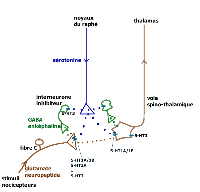 Corne (ustensile) — Wikipédia