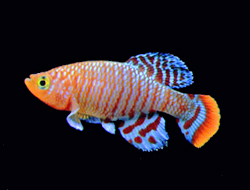 Killifish Any of various oviparous cyprinodontiform fish