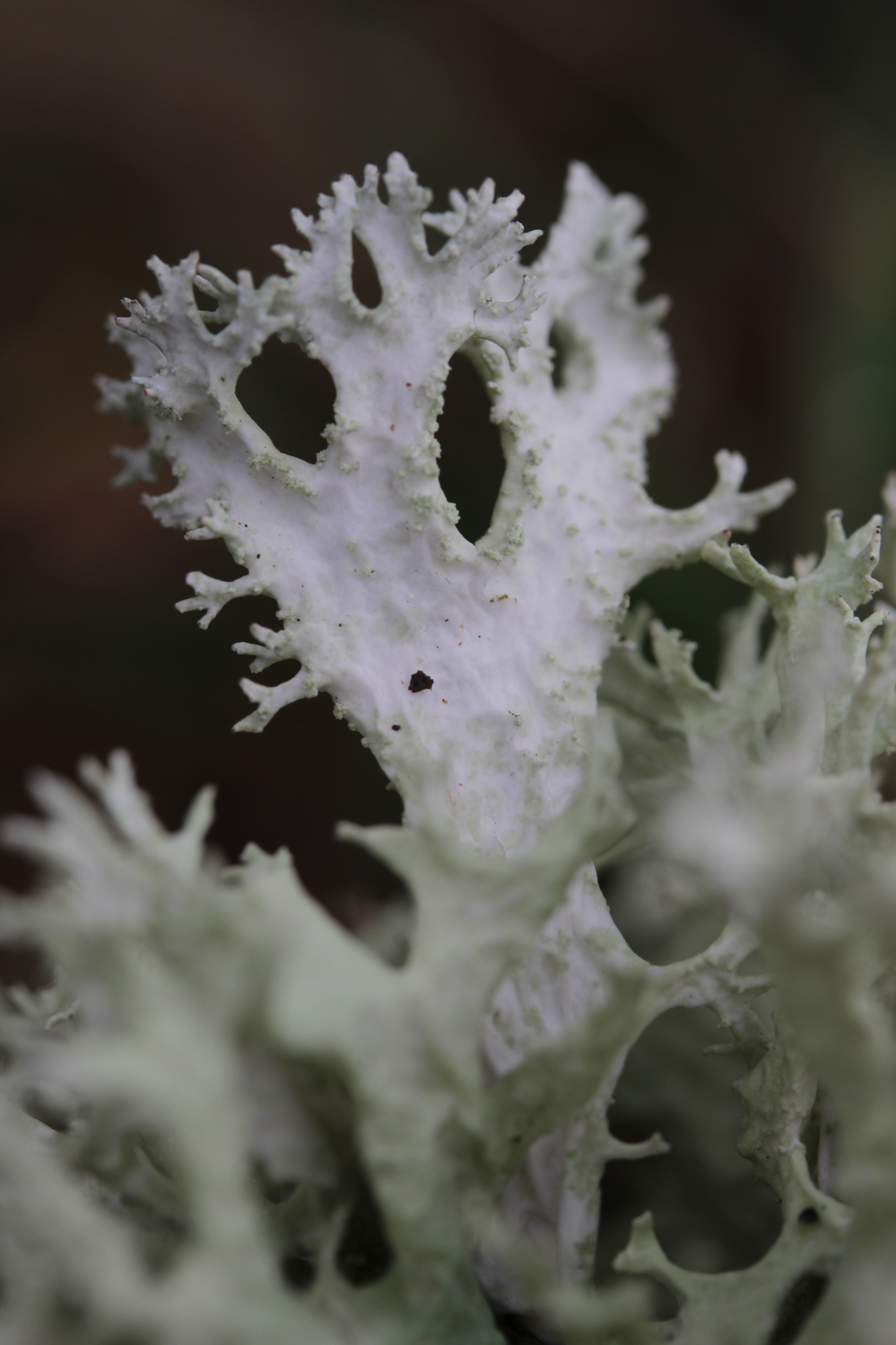 Orange oakmoss. Evernia prunastri эверния Сливовая или дубовый мох. Эверния Сливовая описание. Sphaerolecanium prunastri. Запах мха.