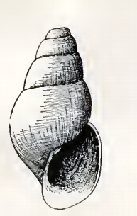 <i>Odostomia esilda</i> Species of gastropod