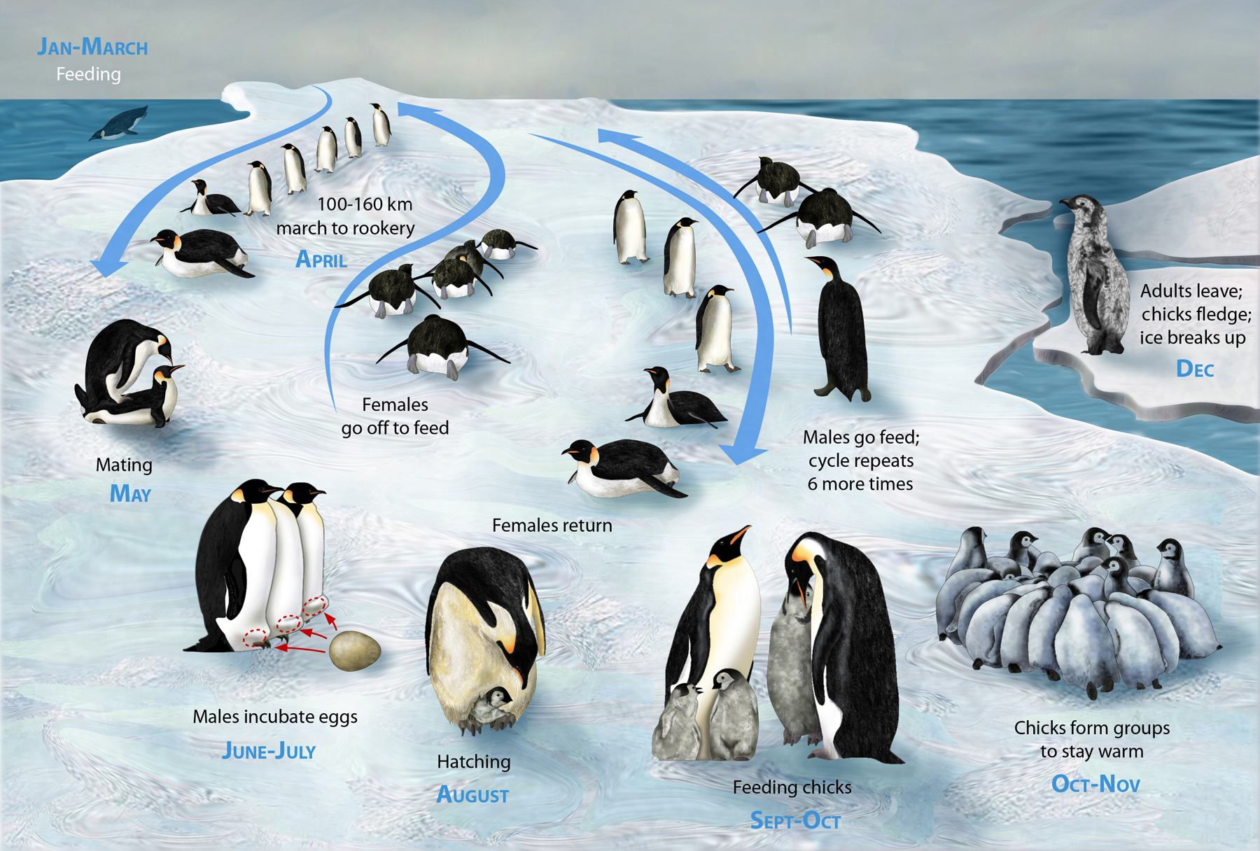 The Emperor Penguin Life Cycle