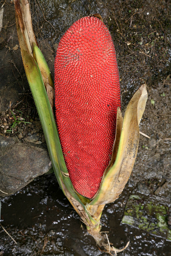 File:Pandanus Conoideus Eastern Highlands PNG.jpg - Wikimedia Commons