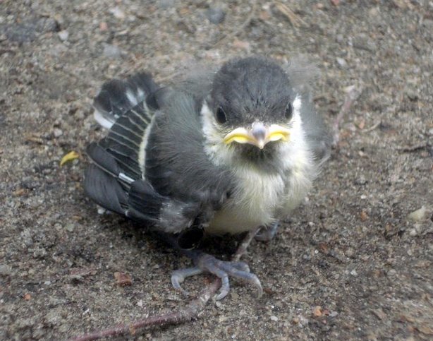 File:Parus major kid.jpg