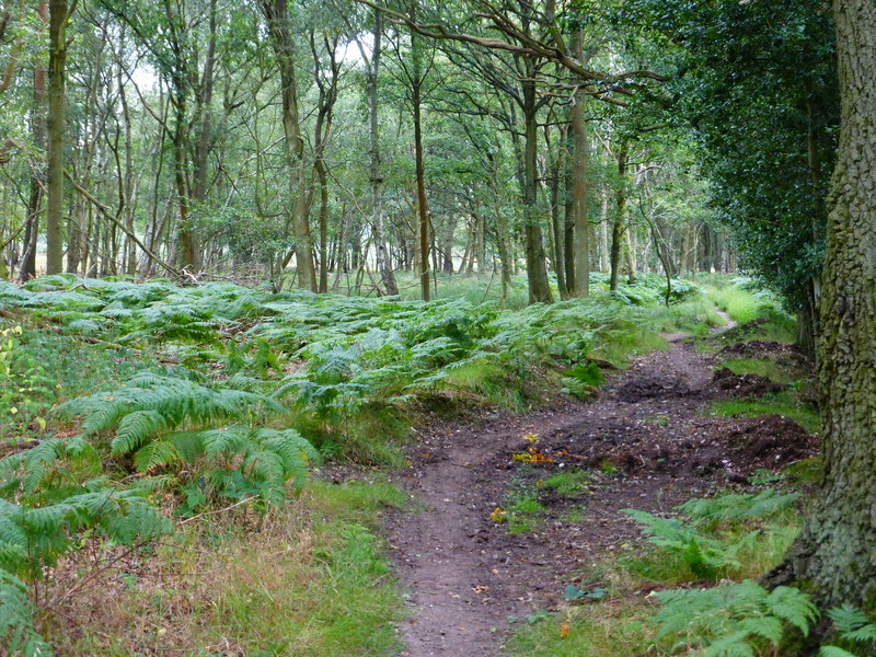 Path on the northern edge of Hazeley Heath - geograph.org.uk - 4154785