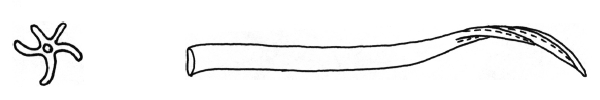 File:Pseudotrichia rubiginosa dart.jpg