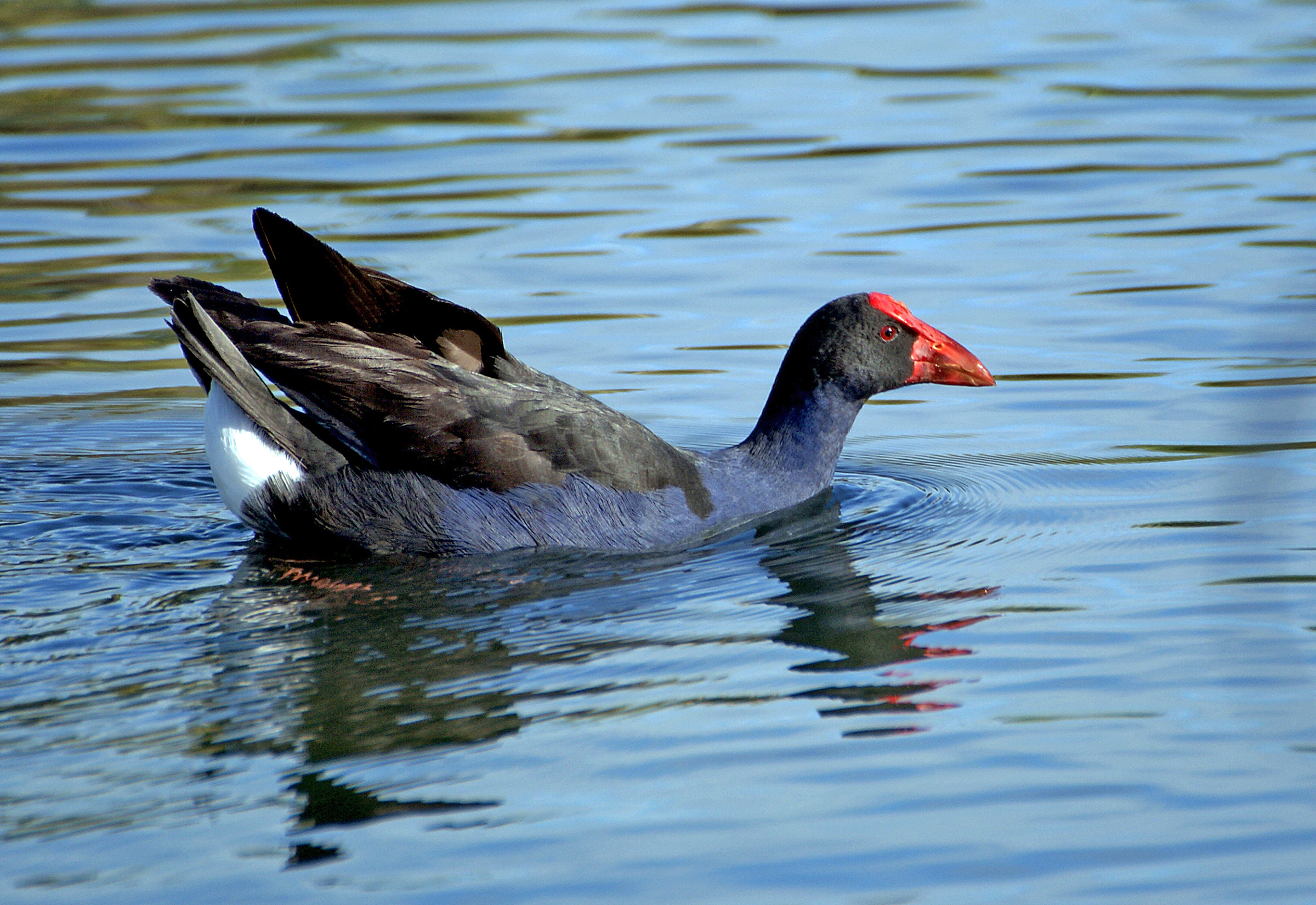 Pukeko (Porphyrio melanotus), Christchurch, NZ (10620667985).jpg