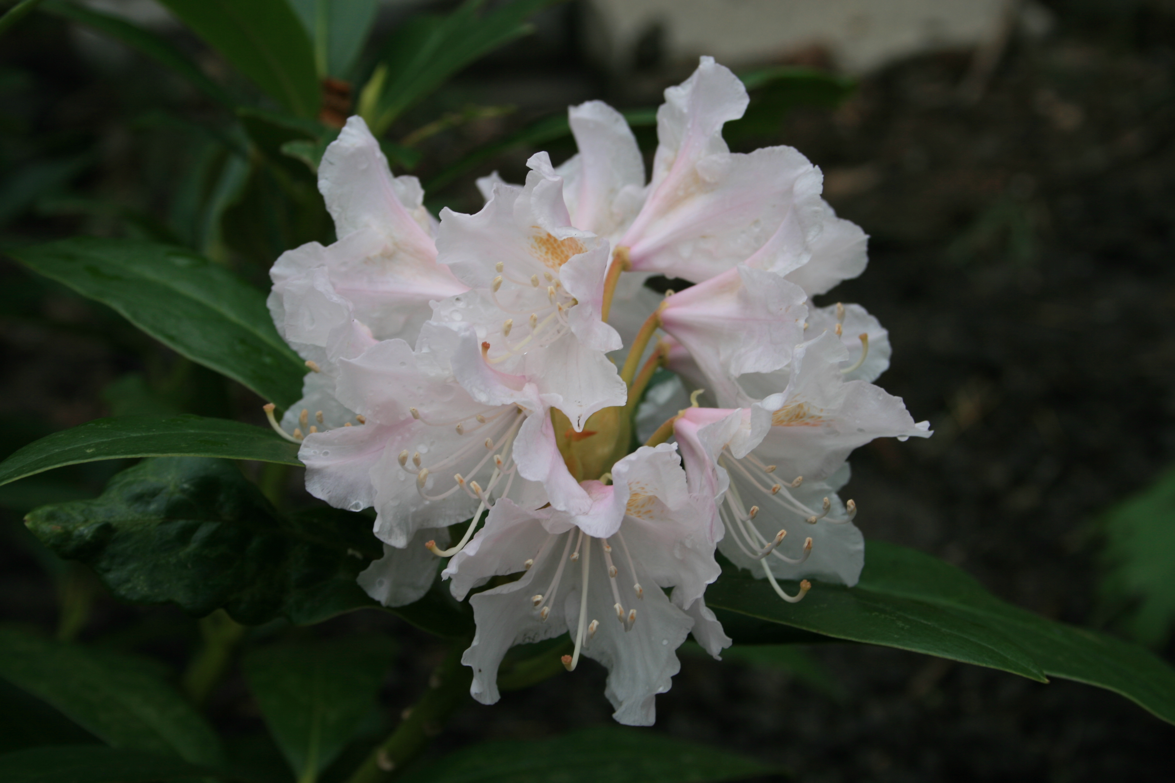 Рододендрон Каннингемс Уайт (Rhododendron Cunningham's White)