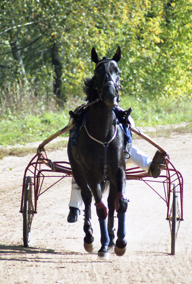 Trotteur russe - Horse Scanner