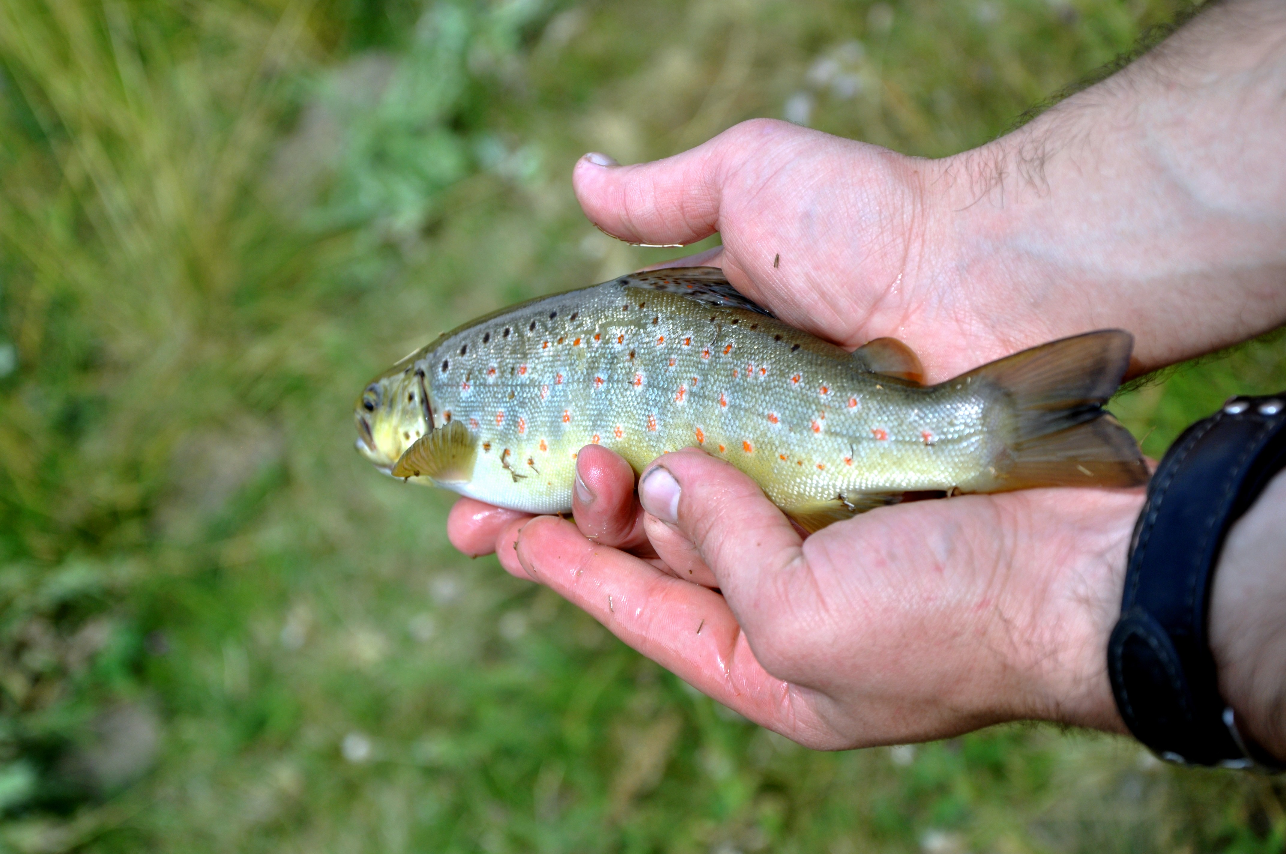 Mountain trout. Форель. Форель (гора). Гора форель фото. Форели это горе от ума.