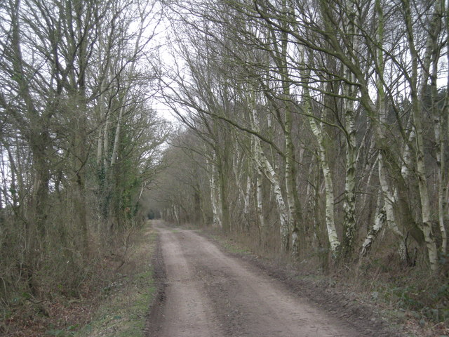 File:Silver Birches at Shawbury Heath - geograph.org.uk - 701892.jpg